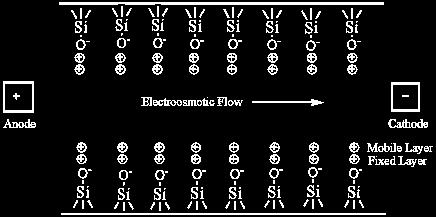 Przepływ elektroosmotczny (EOF) Kapilarę