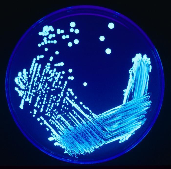 badanie tożsamości genetycznej bakterii Wykrywanie i analiza plazmidów Tematyka badawcza i przykładowe tematy prac dyplomowych: Mikrobiologia