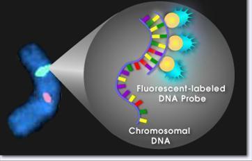 Nowoczesne metody diagnostyki cytogenetycznej w medycynie.