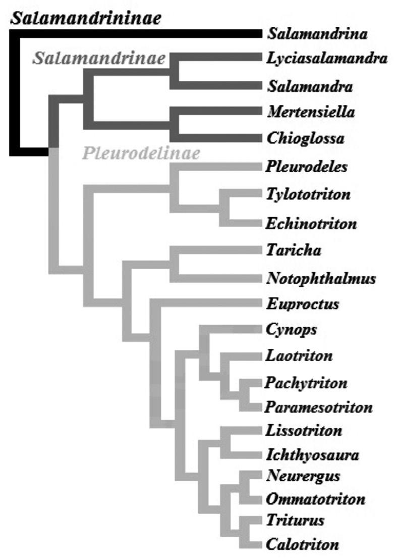 Traszki i salamandry 263 Calotriton, Lissotriton, Ichthyosaura, Neurergus, Ommatotriton i Triturus oraz (5) nowoczesne traszki azjatyckie z rodzajów Cynops, Pachytriton i Paramesotriton (Ryc.