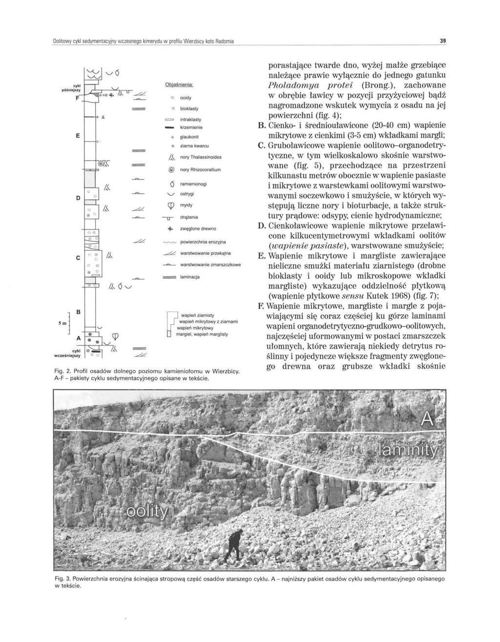 Oolitowy cykl sedymentacyjny wczesnego kimerydu w profilu Wierzbicy kolo Radomia 39 cykl późniejszy F E D c cykl wcześniejszy o!