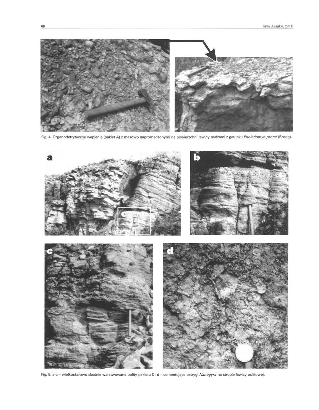 40 Tomy Jurajskie, tom II Fig. 4.