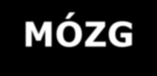 Profil metaboliczny organów MÓZG Wyłącznym substratem energetycznym jest glukoza (za wyjątkiem długotrwałego głodowania ciała ketonowe).