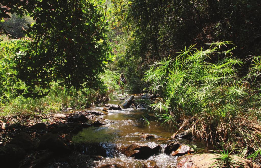 Odonatrixo9(1) 15 Phot. 1. Locality No. 4, a forest stream in the environs of Chingombe. Fot. 1. Stanowisko nr 4 leśny strumień w okolicach Chingombe.