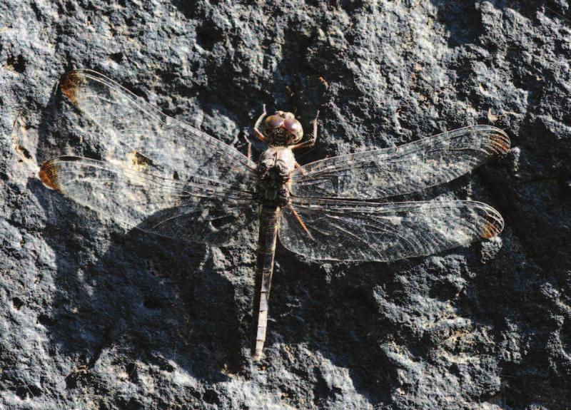 18 Odonatrixo9(1) Phot. 3. Bradinopyga cornuta, female.