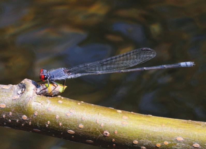 The displays of the inner white surfaces are also used to court the female while hovering around her. Fot. 5. Platycypha caligata samiec.