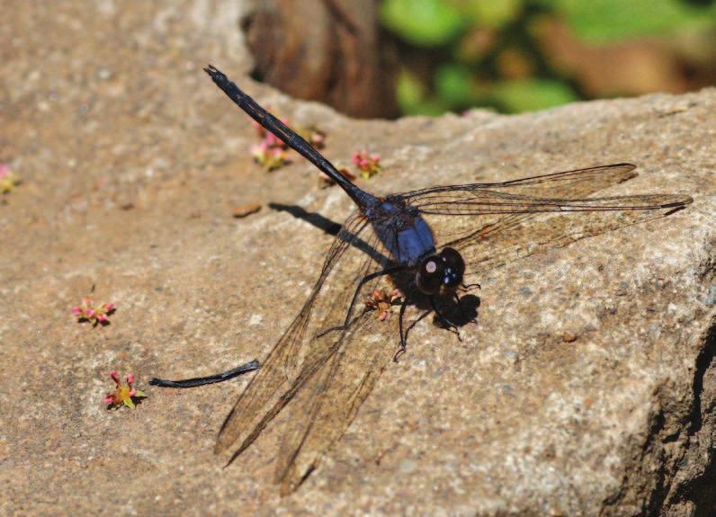 Odonatrixo9(1) 19 Phot. 7. Trithemis aconita, male.the black abdomen with yellow stripes, but usually lacking any pruinosity is typical of shade-loving Trithemis species. Fot. 7. Trithemis aconita samiec.