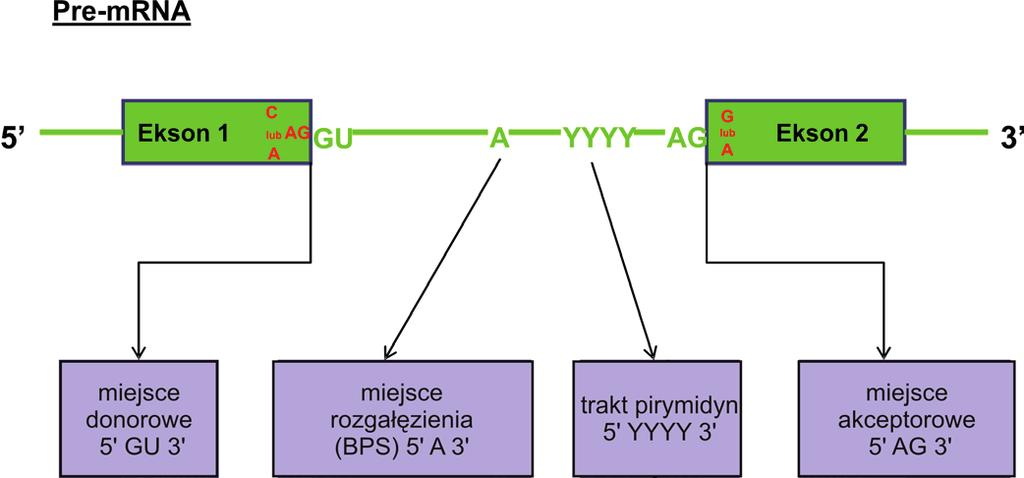 Rycina 1. Typy składania pre-mrna. Składanie kanoniczne: pre-mrna składany jest zawsze w taki sam sposób, co powoduje, że na matrycy jednego genu zawsze powstaje jedno białko.