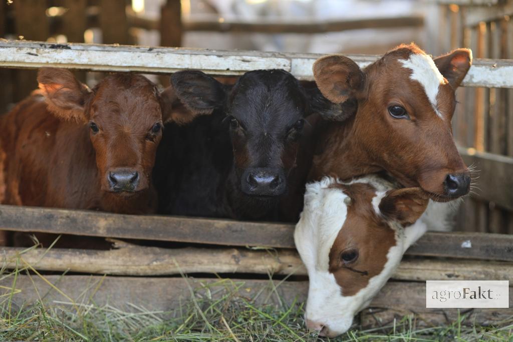 .pl Wsparcie finansowe jest realizowane w 4 sektorach produkcji zwierzęcej: młode bydło, krowy, owce oraz kozy.