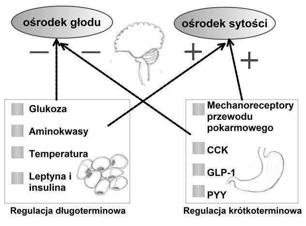 Ryc. 1. Regulacja krótko i długoterminowa przyjmowania pokarmu. pośrednictwem nerwu błędnego zwrotna stymulacja nerwowa ośrodka sytości oraz zahamowanie ośrodka głodu w podwzgórzu (1,13,16).