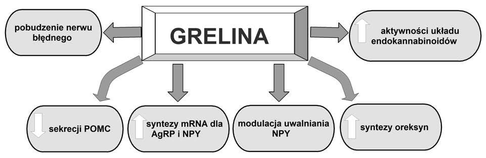 W jego obrębie znajdują się dwa ważne układy regulacyjne utworzone przez specjalne grupy neuronów, których zadaniem jest produkcja i wydzielanie specyficznych substancji regulujących pobór i