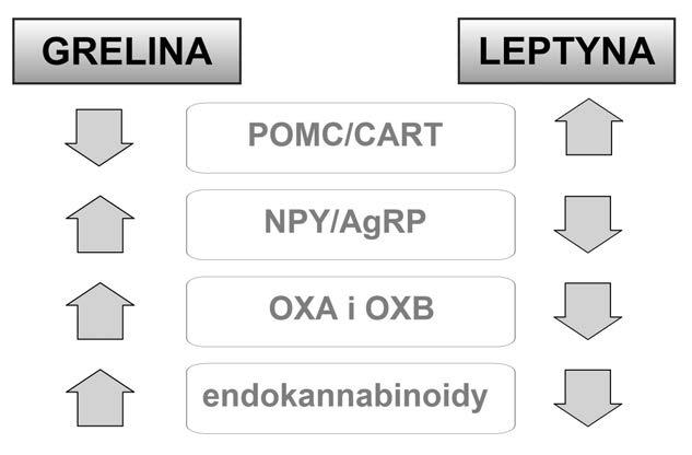 Ryc. 4. Grelina i leptyna - przeciwstawna rola w organizmie. udowodniony został wpływ greliny na przekazywanie sygnałów aferentnych i eferentnych X-tym nerwem czaszkowym.