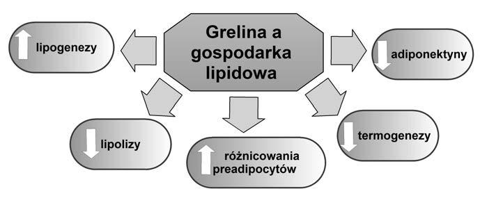 enzymów z grupy jądrowych Ryc. 6. Rola greliny w regulacji gospodarki lipidowej organizmu. NAD+-zależnych deacetylaz, neutralizujących wiele czynników transkrypcyjnych, blokujących aktywność genów, m.