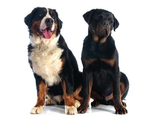 Rasy duże Waga psa dorosłego powyżej 25 kg > 25 kg Psy dorosłe ras dużych - zwanych także rasami maxi - osiągają wagę powyżej 25 kg.