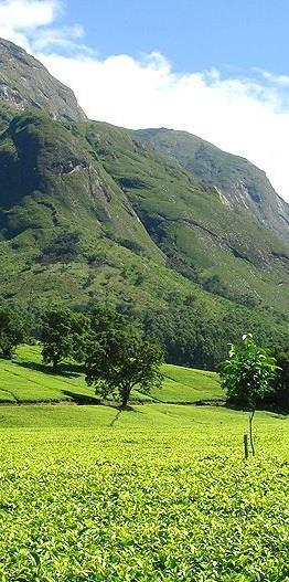 Dzień 12, 6 listopada PARK NARODOWY LIWONDE MASYW MULANJE Po śniadaniu wyjazd z lodge, w stronę tajemniczego masywu górskiego Mulanje (ok 4 gddz.