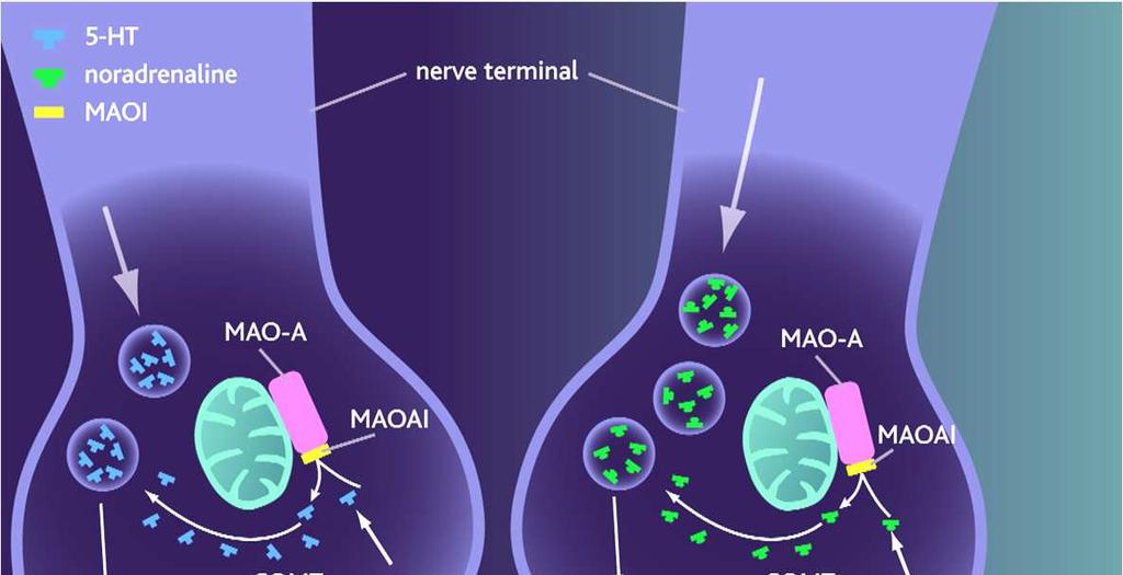 DEPRESJA FARMAKOLOGIA INHIBITORY MAO Inhibitory MAO (monoaminooksydazy) przede wszystkim NA i 5-HT Iproniazyd,