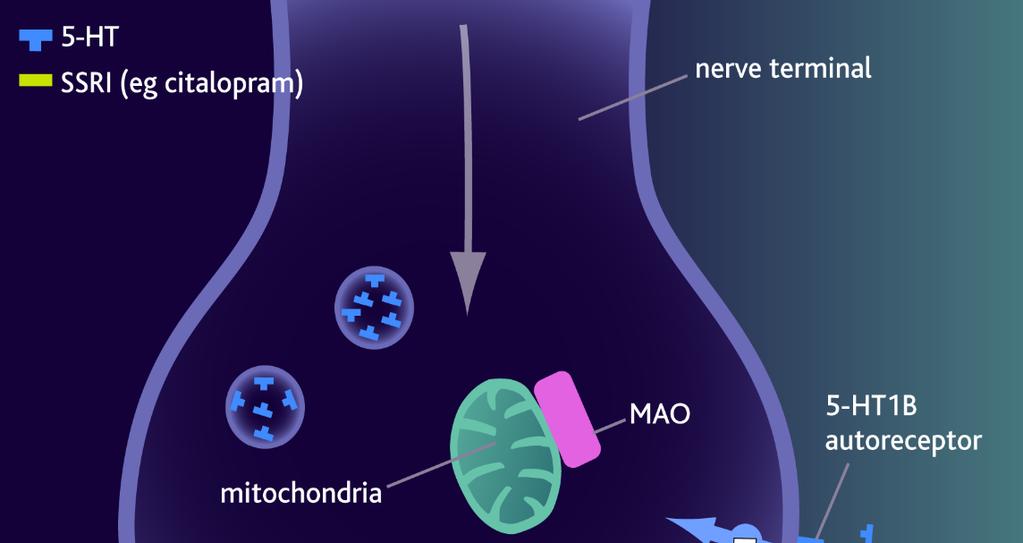 DEPRESJA FARMAKOLOGIA SSRI BLOKOWANIE WYCHWYTU ZWROTNEGO SEROTONINY Selektywne