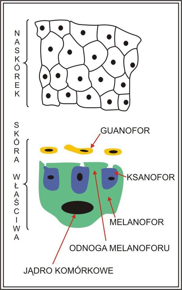 Schemat budowy skóry płaza Lokalizacja chromatoforów w skórze płazów Skórna jednostka chromatoforowa: układ przestrzenny chromatoforów.