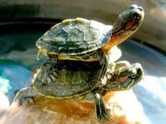 W przypadku żółwi lądowych i morskich, chowanie głowy i ochrona przez skorupę może powodować trudności w przeprowadzeniu eutanazji.