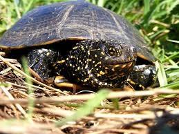Gatunki żółwi z miękką skorupą można odwracać na plecy, co również powoduje naciągnięcie szyi.