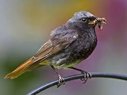 Miażdżenie szyi Polega na silnym ściśnięciu szyi małych ptaków prętem lub specjalnie w tym celu skonstruowanymi kleszczami.