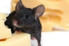 W przypadku myszy i szczurów kciuk i palec wskazujący umieszcza się na jednej ze stron grzbietu u podstawy czaszki lub też przyciska się to miejsce odpowiednim prętem, a następnie drugą ręką pociąga