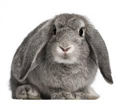 Jest humanitarną metodą uśmiercania królików o wadze poniżej 1 kg, ponieważ wywołuje rozległe zniszczenie pnia mózgu, a w konsekwencji natychmiastową utratę przytomności i śmierć.