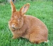 Metoda ta może być użyteczna do eutanazji dużych królików (powyżej 4 kg) przy ograniczonej liczbie osobników. Stosować wolno tylko bolce specjalnie przeznaczone dla królików.