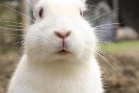 W początkowej fazie, przed utratą przytomności, u dużych królików mogą wystąpić objawy stresu i dlatego, jeśli to możliwe, zaleca się stosowanie