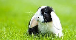 U królików, u których wkłucie do żyły jest możliwe przez żyłę uszną (chyba, że jest uszkodzona), zaleca się stosowanie podania dożylnego,