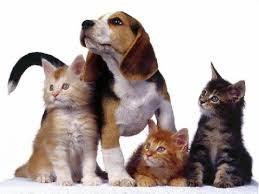 Metody chemiczne są powszechnie zalecane do eutanazji psów, kotów, fretek i