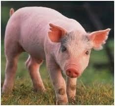 Stosuje się do uśmiercania świń. Świnie umieszcza się w dużych komorach, które uprzednio wypełniono CO 2 w stężeniu 70%. Należy używać tylko specjalistycznego wyposażenia.