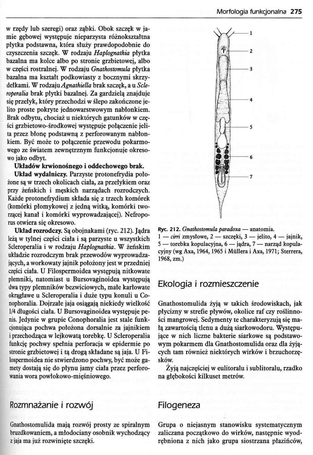 Morfologia funkcjonalna 275 w rzedy lub szeregi) oraz z^bki. Obok szcz?k w jamie gebowej wyst?puje nieparzysta roznoksztaltna plytka podstawna, ktora sluzy prawdopodobnie do czyszczenia szcz^k.