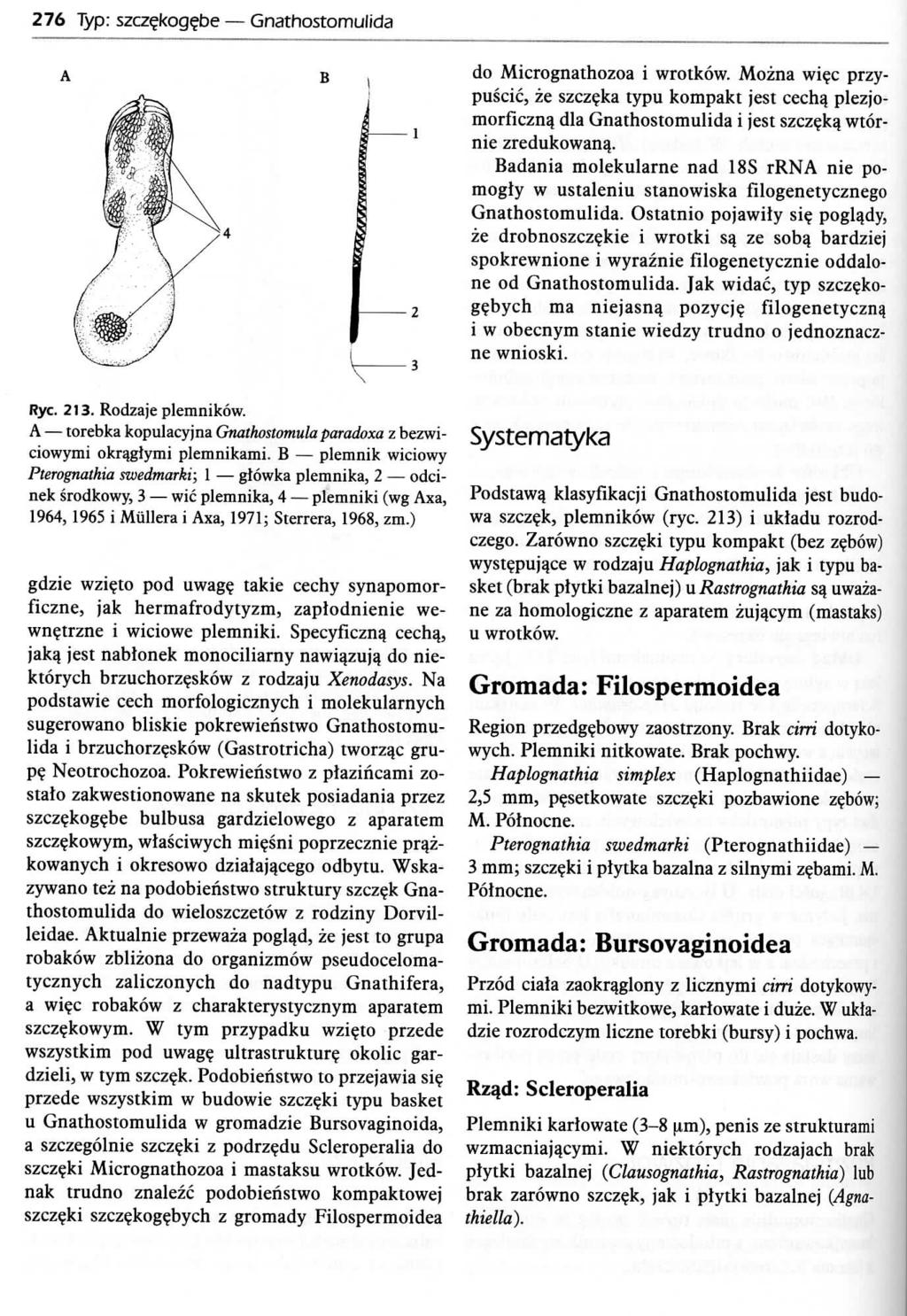 276 Typ: szcz?kog?be Gnathostomulida do Micrognathozoa i wrotkow. Mozna wi$c przypuscic, ze szcz?ka typu kompakt jest cech$ plezjomorficzna_ dla Gnathostomulida i jest szcz?ka_ wtornie zredukowan^.