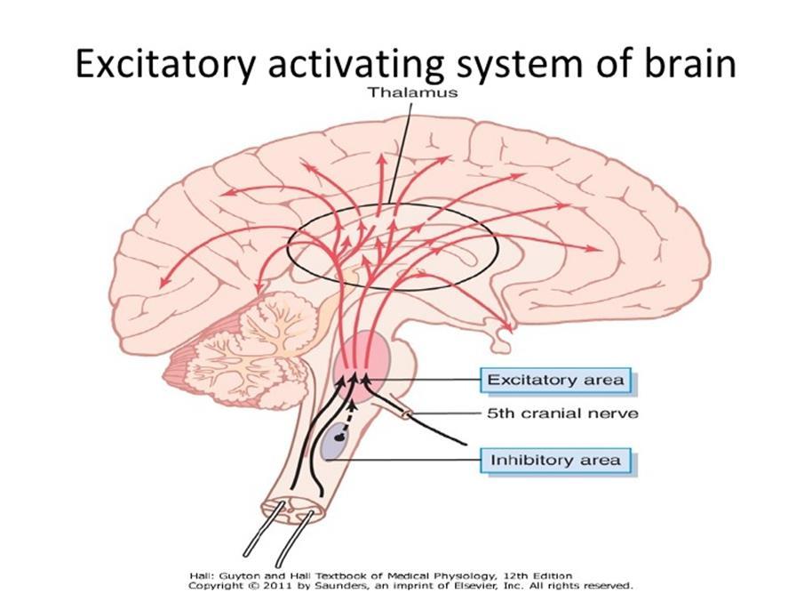 (EEG) i