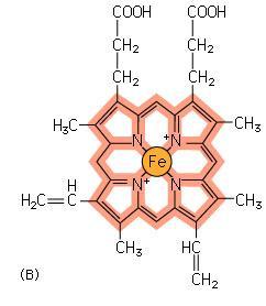 transport elektronów - cytochromy Przenośniki elektronów: atomy Fe
