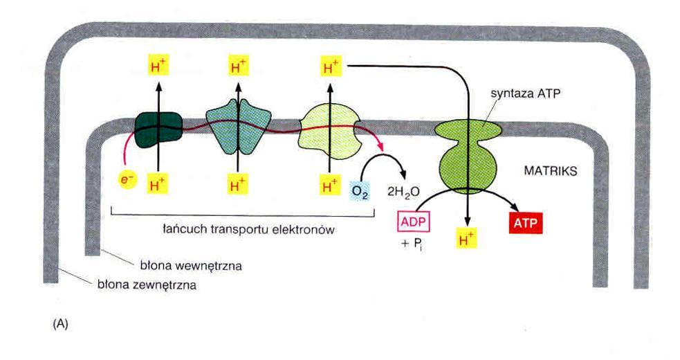 Mitochondria siłownie komórki Etap 2: fosforylacja oksydacyjna przepływ protonów zgodnie z gradientem elektrochemicznym poprzez błonę