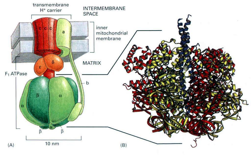 mitochondrialnej (cząstki z