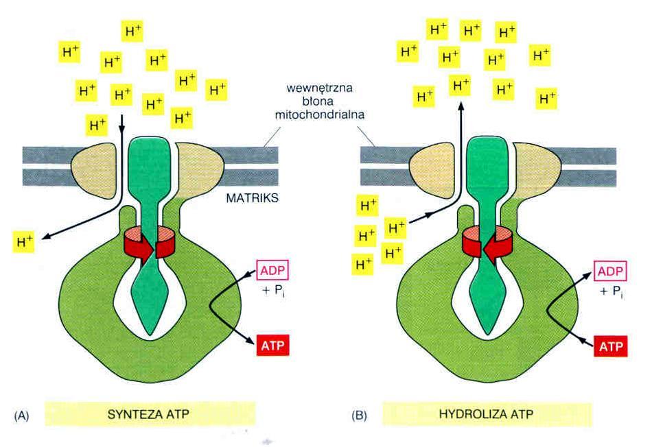 syntaza ATP Dinitrofenol (DNP)-