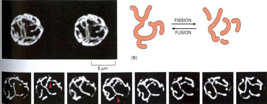 nie są formą statyczną plastyczność Filmowanie poklatkowe (w mikroskopie fluorescencyjnym) sieci mitochondrialnej w komórkach drożdży (krok czasowy 3 min) Mitochondria - liczebność odzwierciedlenie
