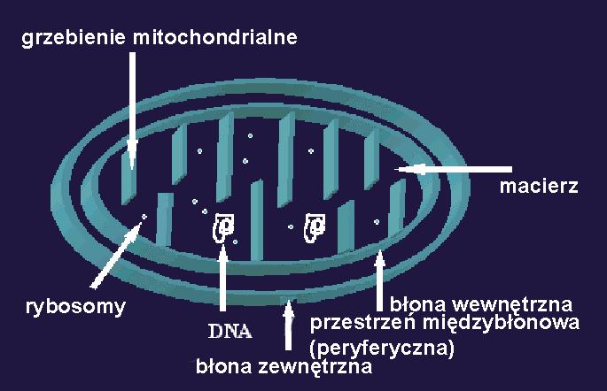 Mitochondria budowa wewnętrzna zewnętrzna (6-7 nm) błony mitochondrialne gładka około 50% białek lipidy: dużo cholesterolu i fosfatydyloiozytolu przepuszczalność: