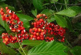 Niektóre składniki energetyków: GUARANA pozyskiwana z nasion południowoamerykańskiej rośliny Paullinia cupana 3-5g guarany dostarcza przeciętnie 250mg kofeiny kofeina z guarany wskazuje działanie