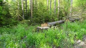 Konfliktowe martwe drewno i kornik zabijający Puszczę Julia Butterfly Hill jest Amerykanką, która zasłynęła tym, że przez prawie dwa lata (1997 1999) mieszkała na sekwoi, na wysokości około 60 m,