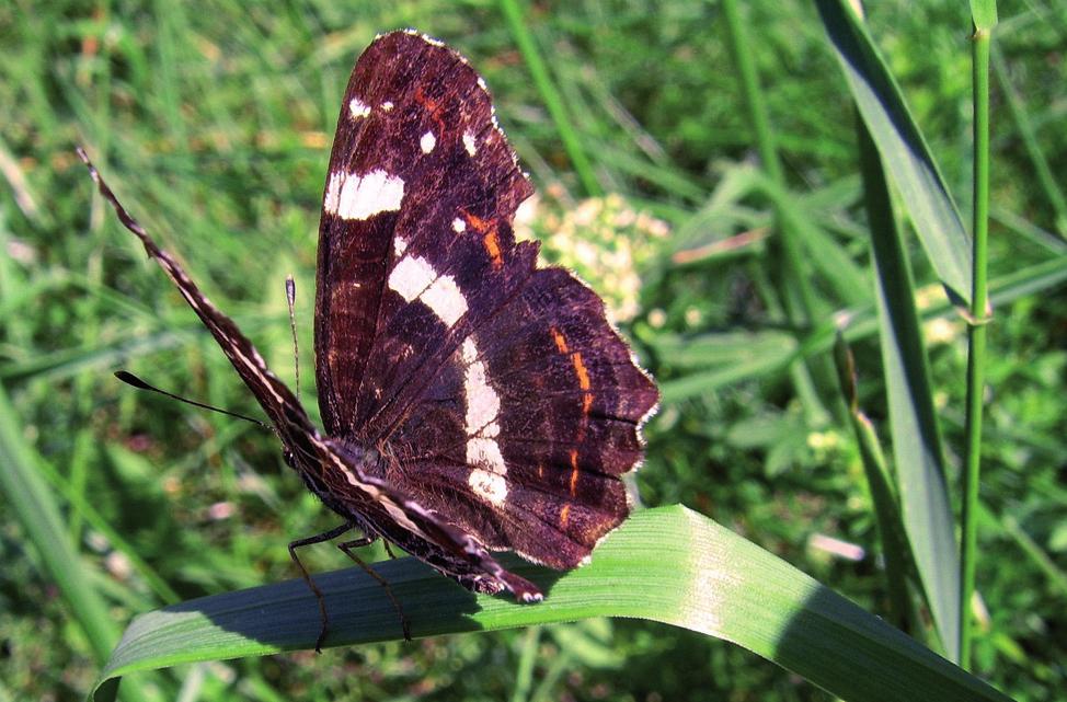 Jaskrawe skrzydła czerwończyka żarka (Lycaena phlaeas) pięknie kontrastują z tłem. Fot. M.Olszowska.