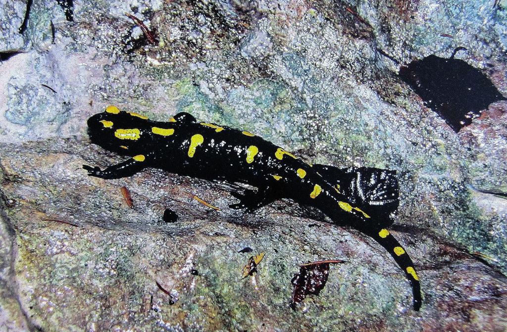 152 ARTYKUŁYOBRAZKI salamandra). Jej ciało jest czarne i błyszczące, pokryte żółtymi lub pomarańczowymi plamami.