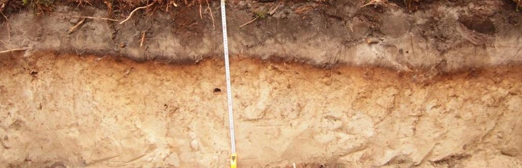 10 cm 60 cm <200 cm (Glejo) bielicowa właściwa Woda gruntowa (cm p.
