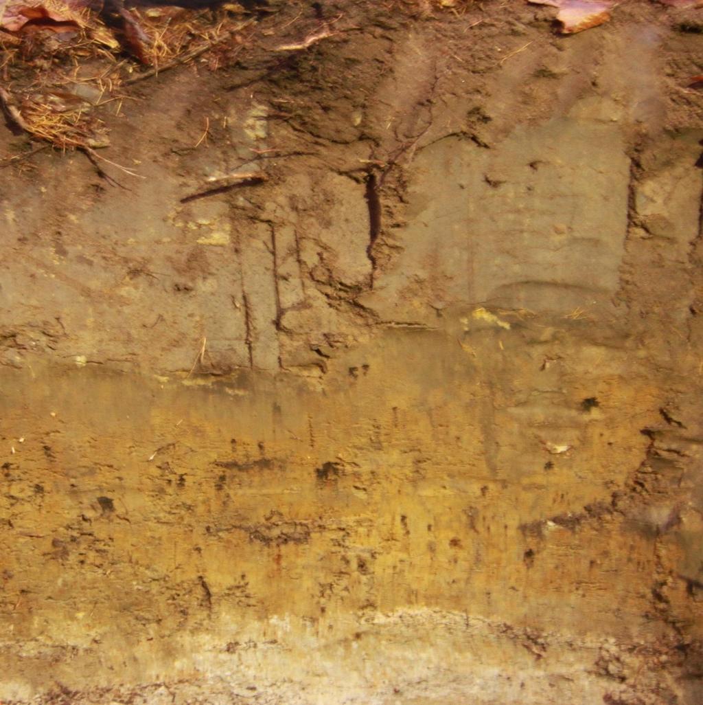 10 cm Płowa