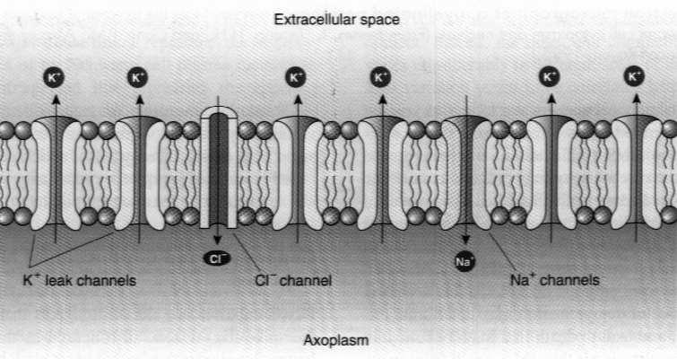 powoduje powstanie róŝnicy potencjałów po obu stronach błony (potencjał spoczynkowy, -90 mv po stronie cytoplazmatycznej) Otwarcie kanałów