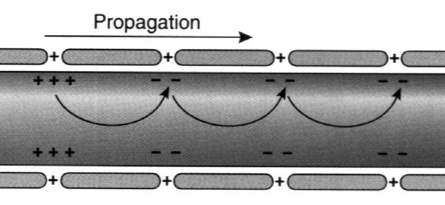 błona komórkowa aksonu zawiera liczne kanały sodowe W obrębie segmentu
