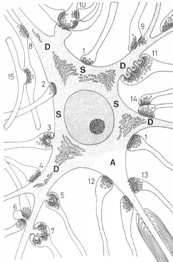 m/s C: niezmielinizowane 1-3 m/s Synapsy mogą się tworzyć